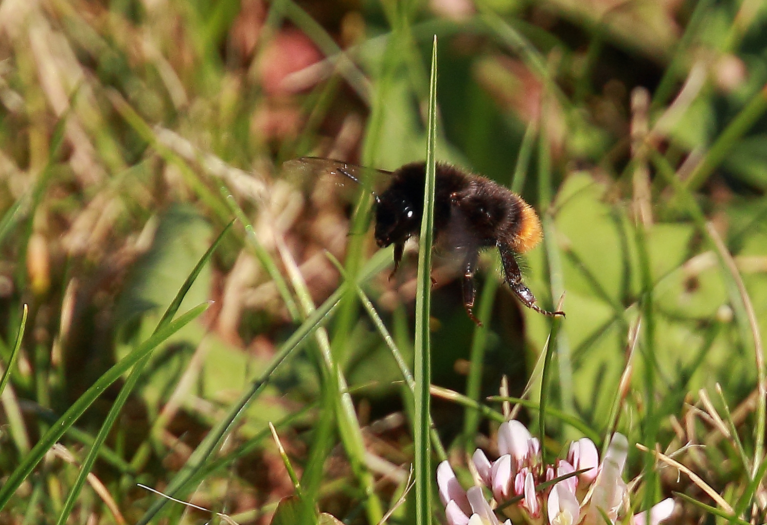 Steinhummel im Flug