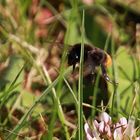 Steinhummel im Flug