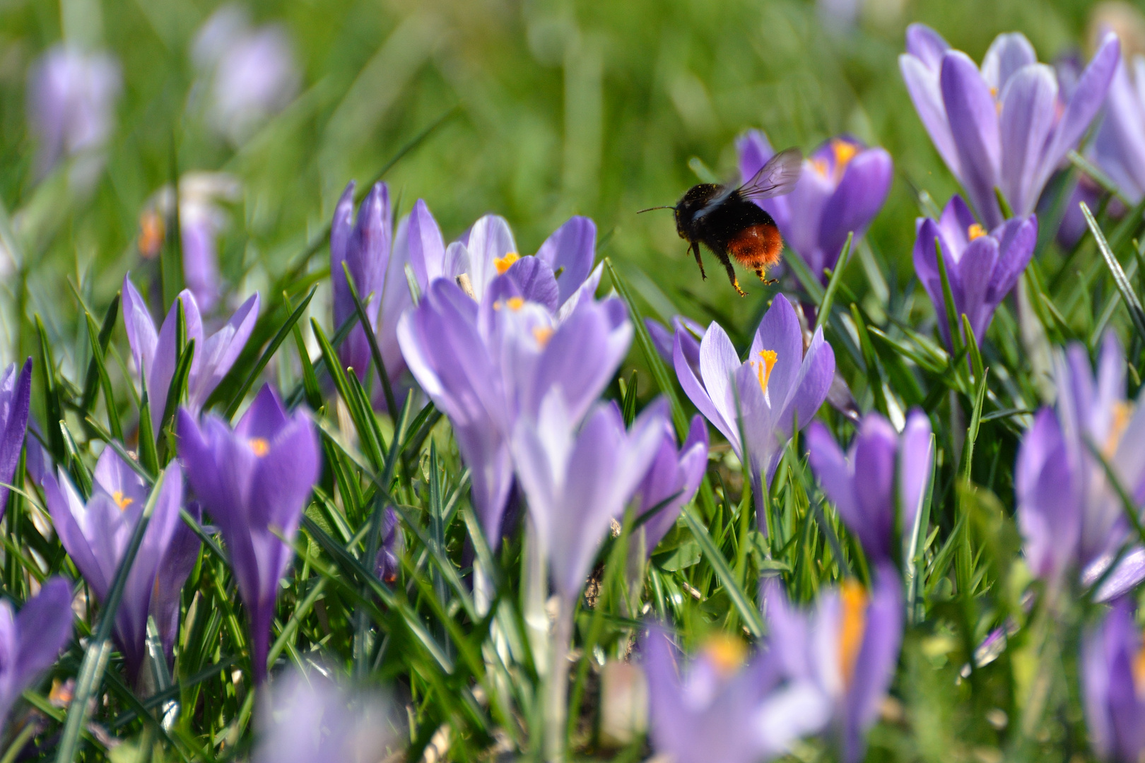 Steinhummel in Krokuswiese