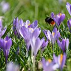 Steinhummel in Krokuswiese