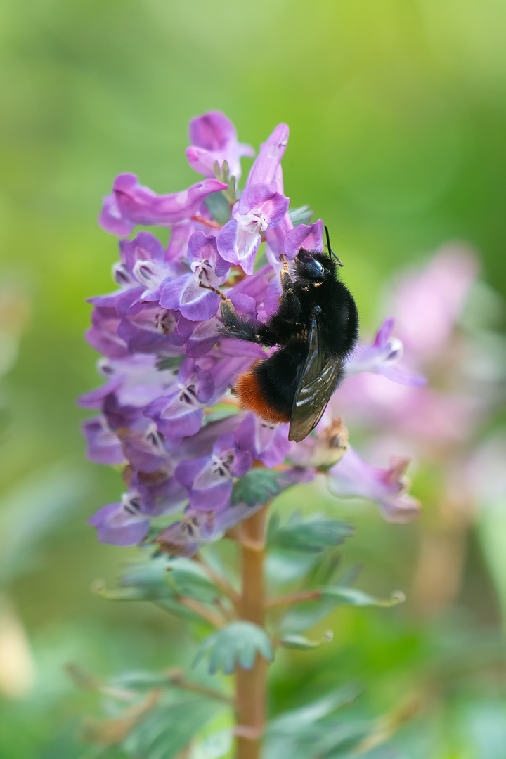 Steinhummel- Königin