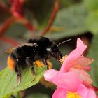 Steinhummel Königin