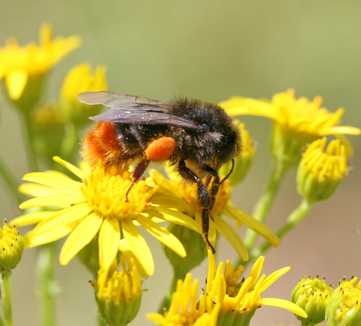 *** Steinhummel - Königin ***