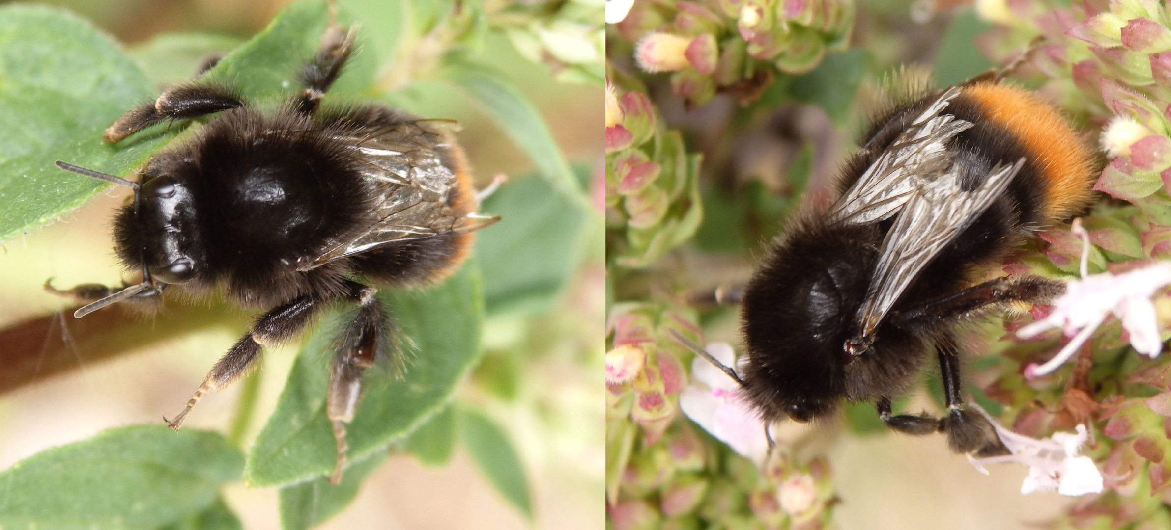 Steinhummel mit zerfledderten Flügeln