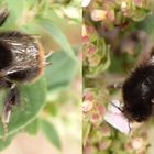 Steinhummel mit zerfledderten Flügeln