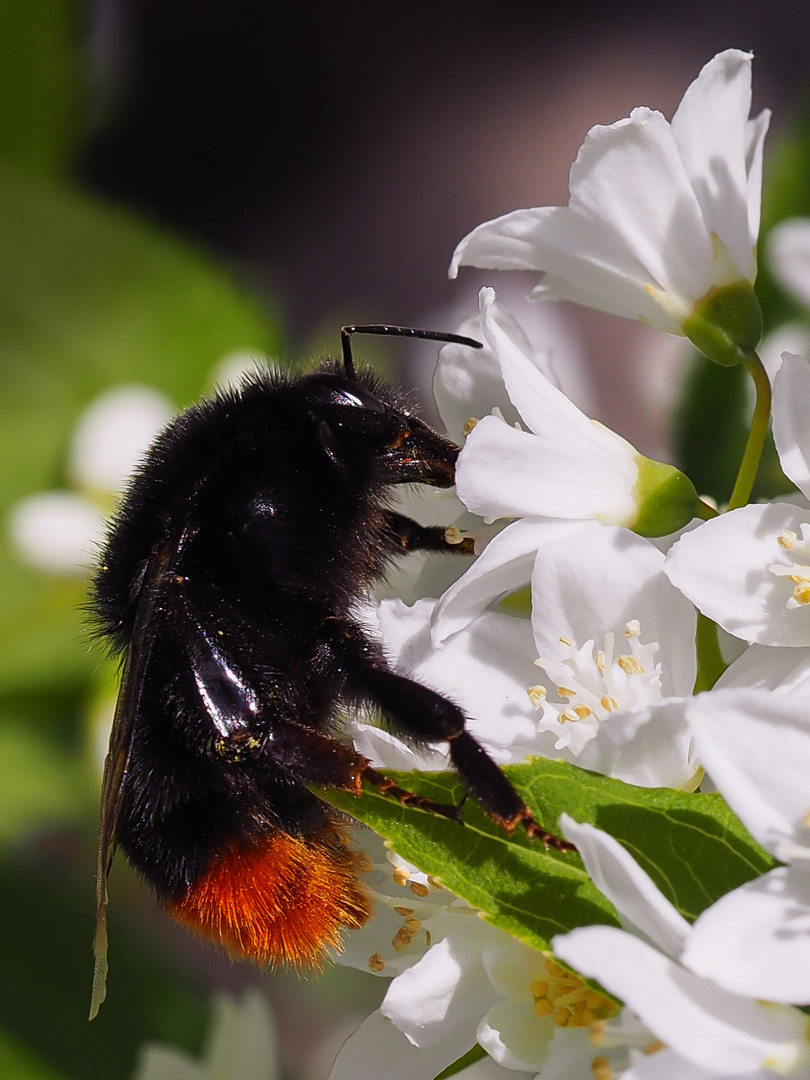 Steinhummel schlürft Deutziasaft