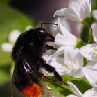 Steinhummel schlürft Deutziasaft