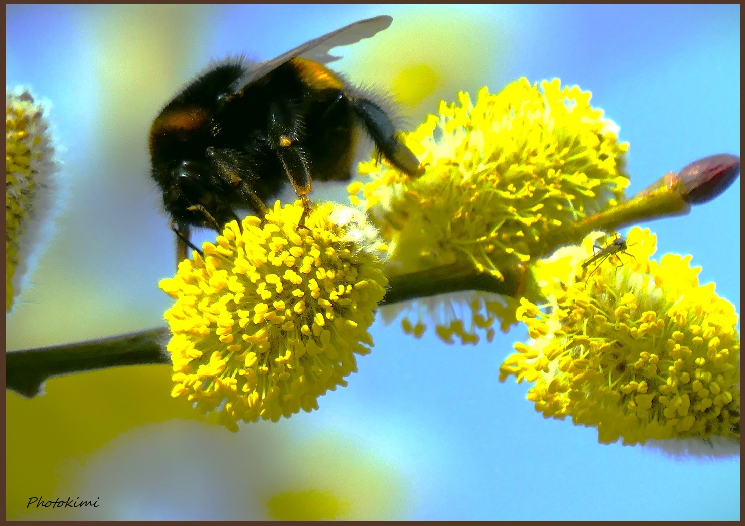 Stein(?)hummel und noch ein Mini-Gast