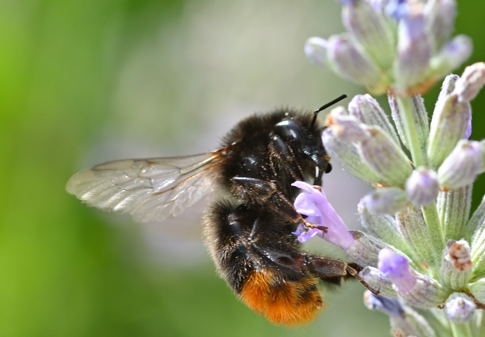 Steinhummel, w