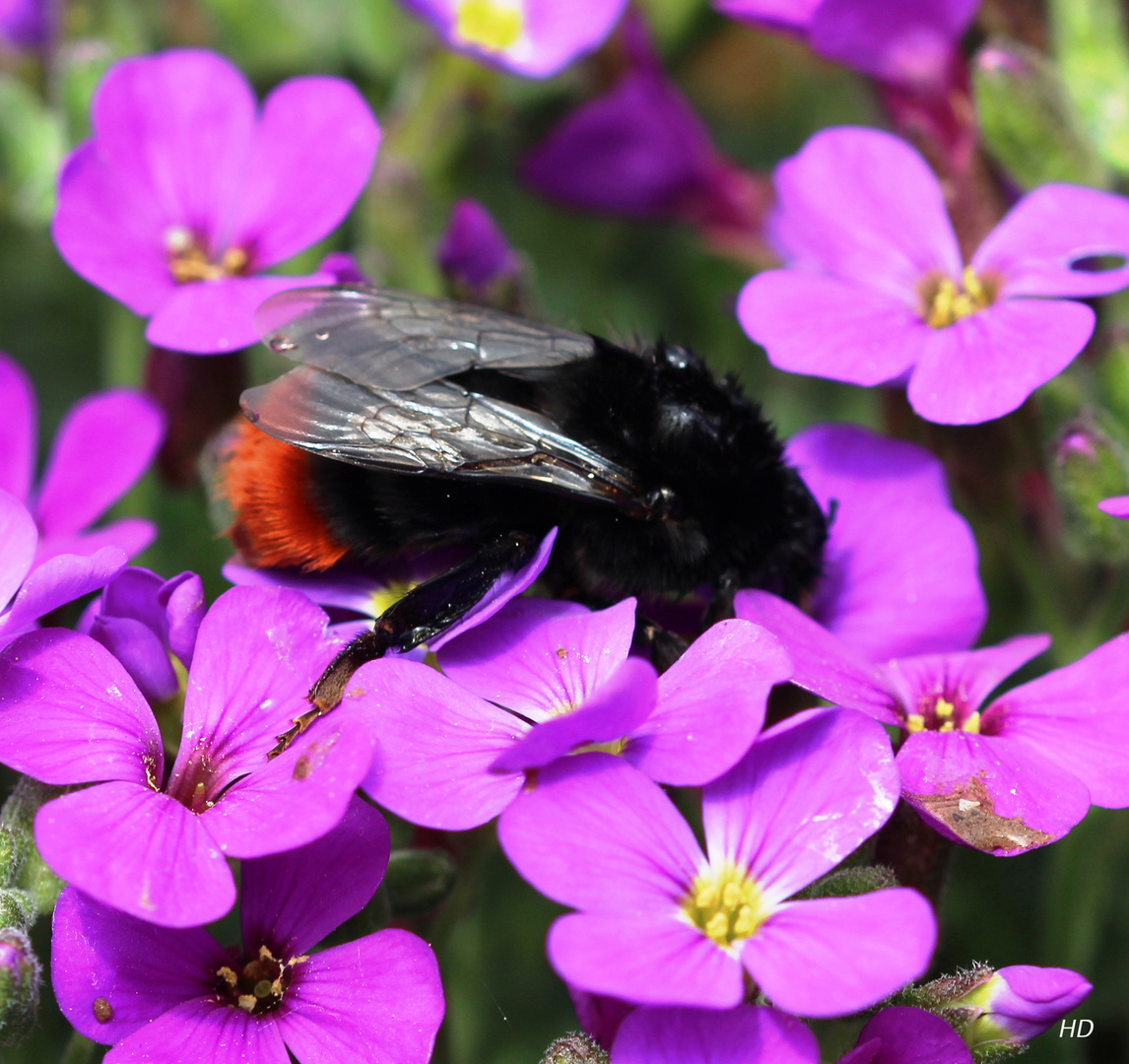 Steinhummelweibchen (Bombus lapidarius)