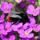 Steinhummelweibchen (Bombus lapidarius)