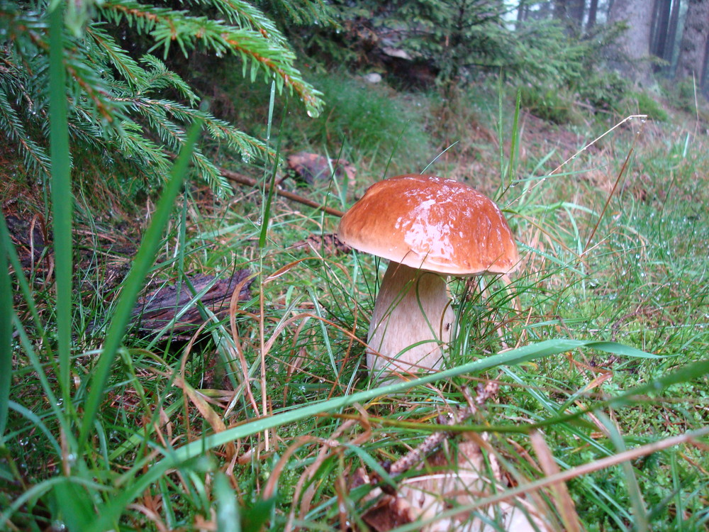 steini im regen