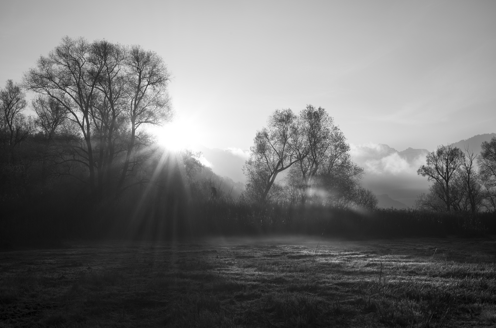 Steinibachried am Morgen bei Sonnenaufgang