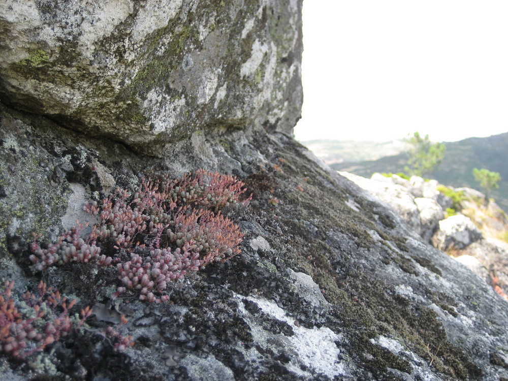 Steinig aber Lebendig