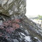 Steinig aber Lebendig