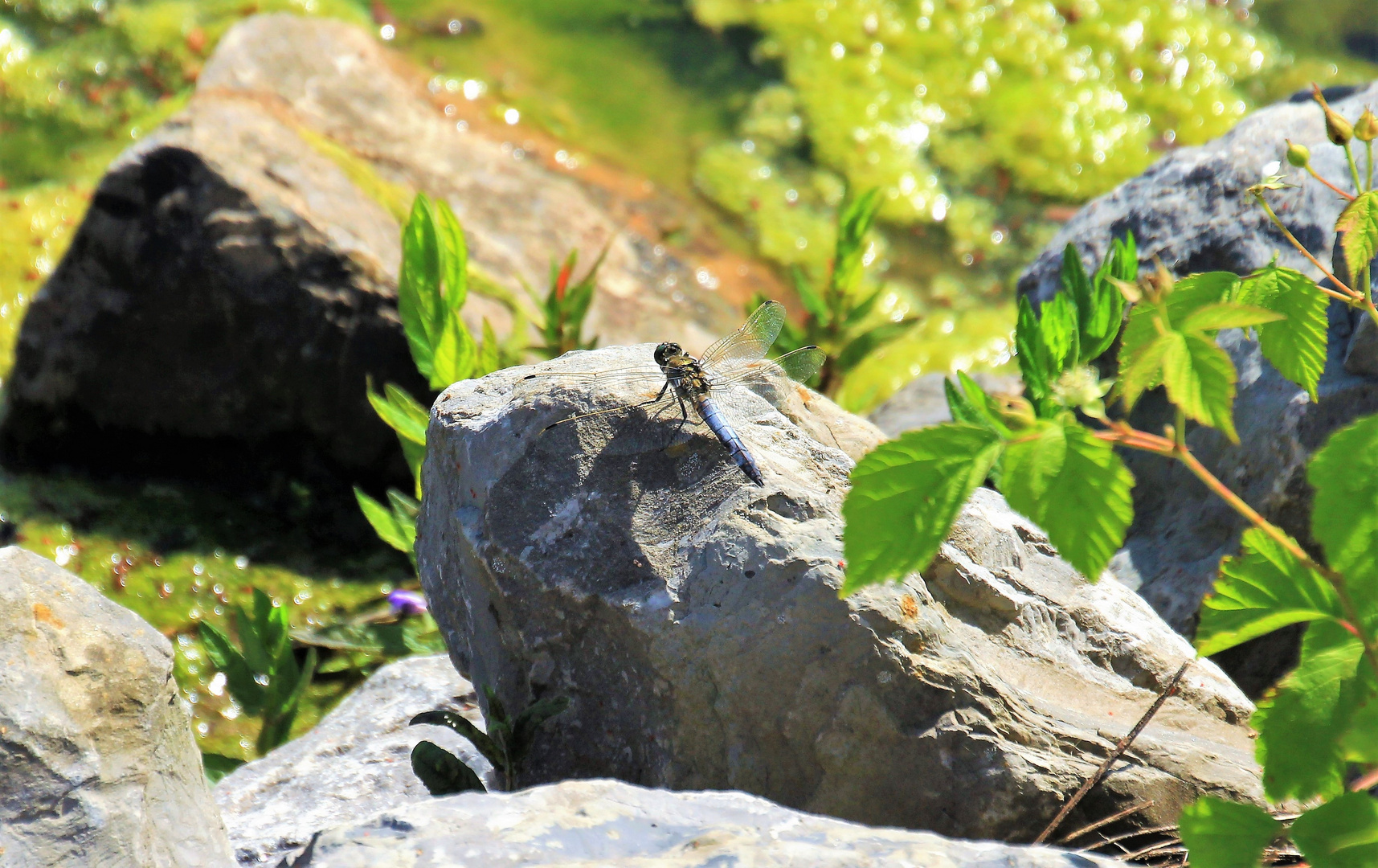 Steinige Landschaft mit Besucher