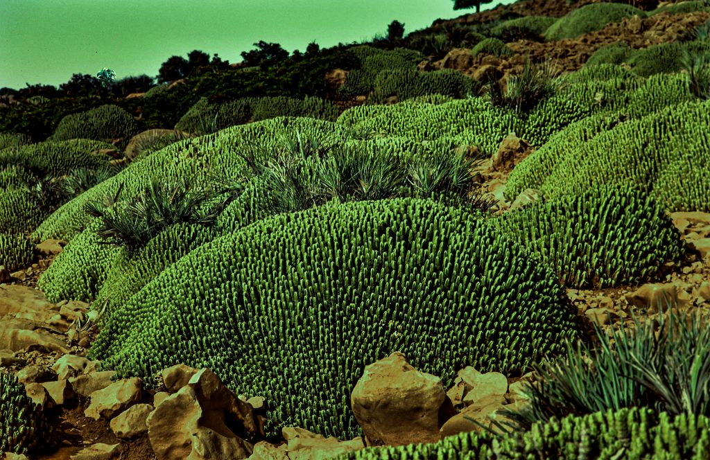 Steinige Landschaft...Maroko.k-DSC_1531