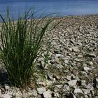 steiniger Badestrand...