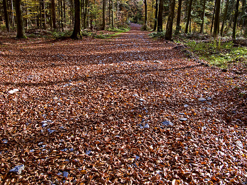 steiniger Weg