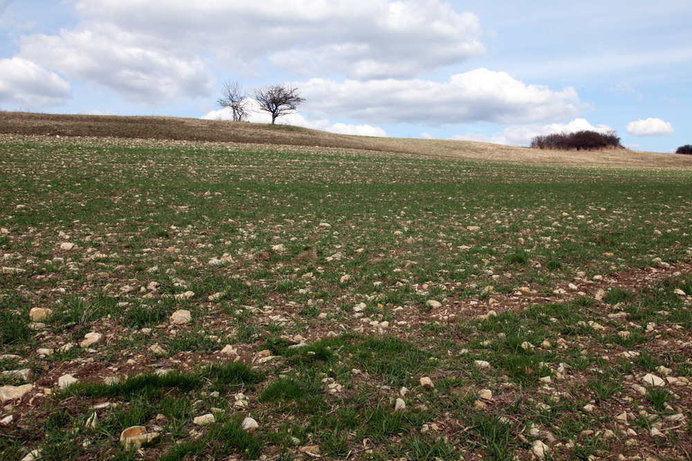 steiniges Feld ...