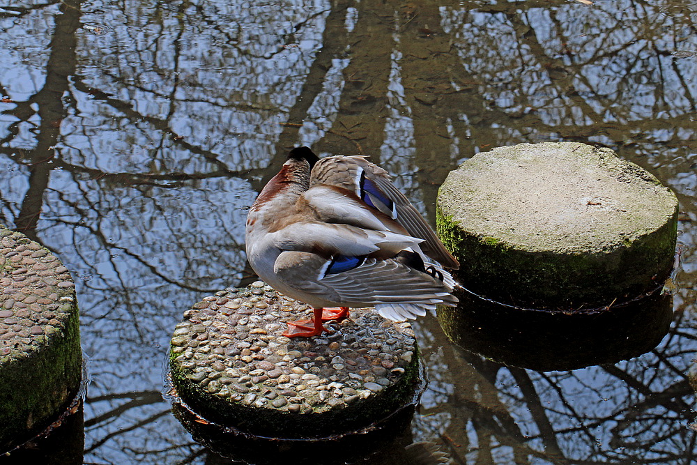 Steininsel