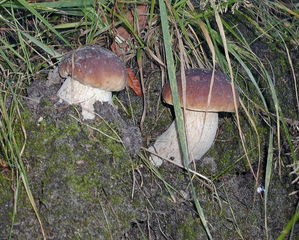 Steinis Foto & Bild world, wald, natur Bilder auf