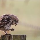 Steinkäuzchen beim Frühstück