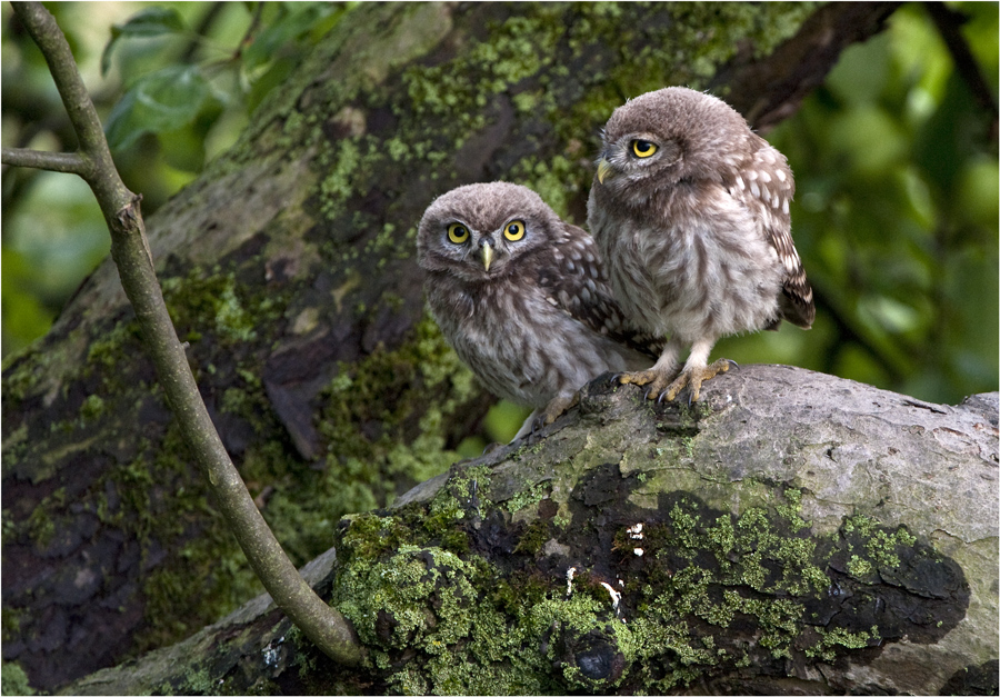 Steinkäuzchen