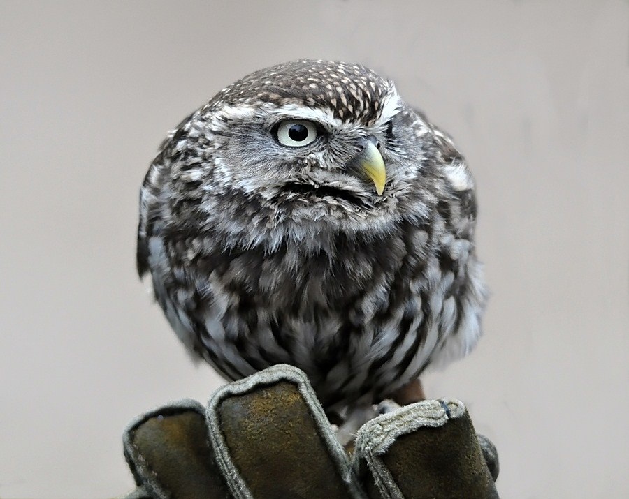 Steinkäuzchen *HERA*