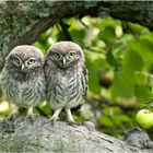 Steinkäuzchen im Apfelbaum