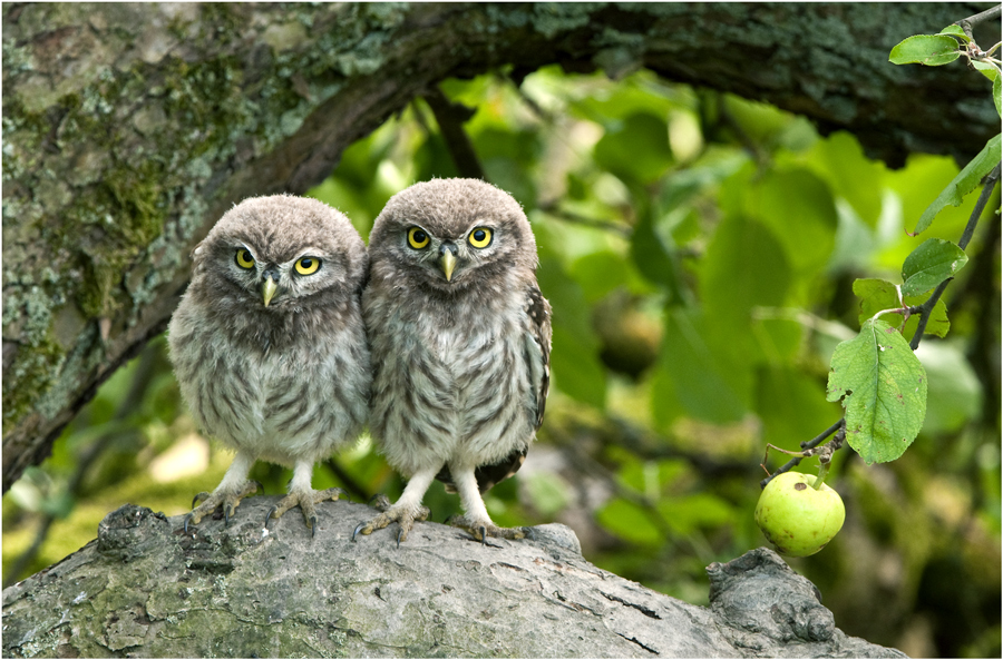 Steinkäuzchen im Apfelbaum