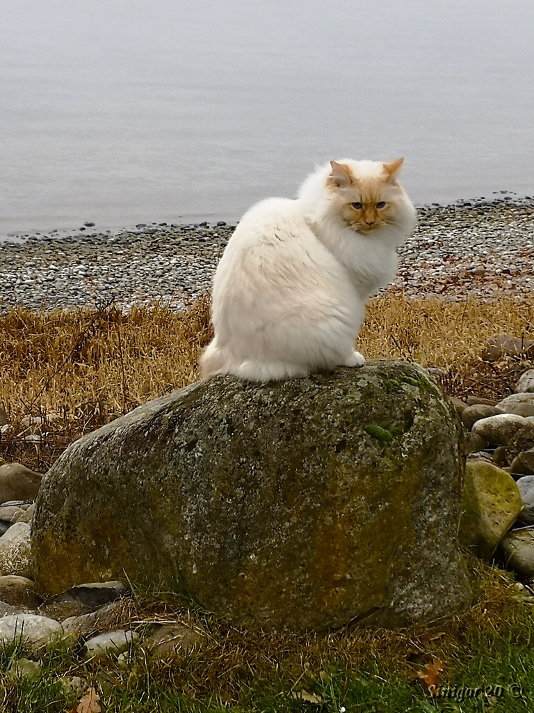 Steinkater