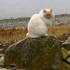 Steinkater