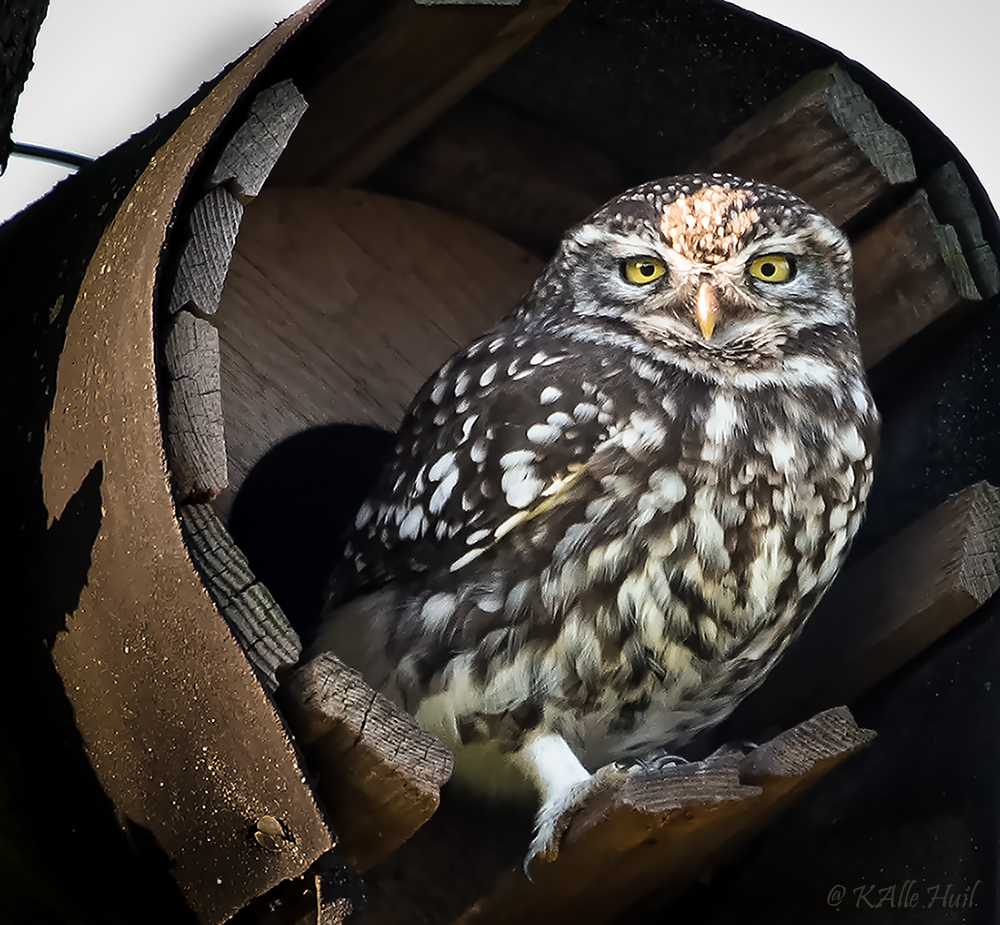 ...Steinkautz ( athene noctua ) 2014...