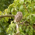 Steinkautz im Birnbaum