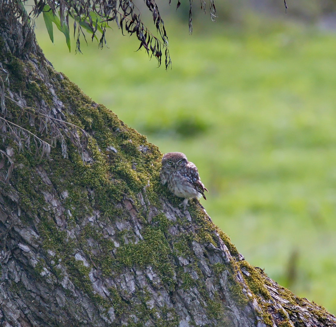  Steinkautz  Jungvogel