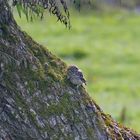  Steinkautz  Jungvogel