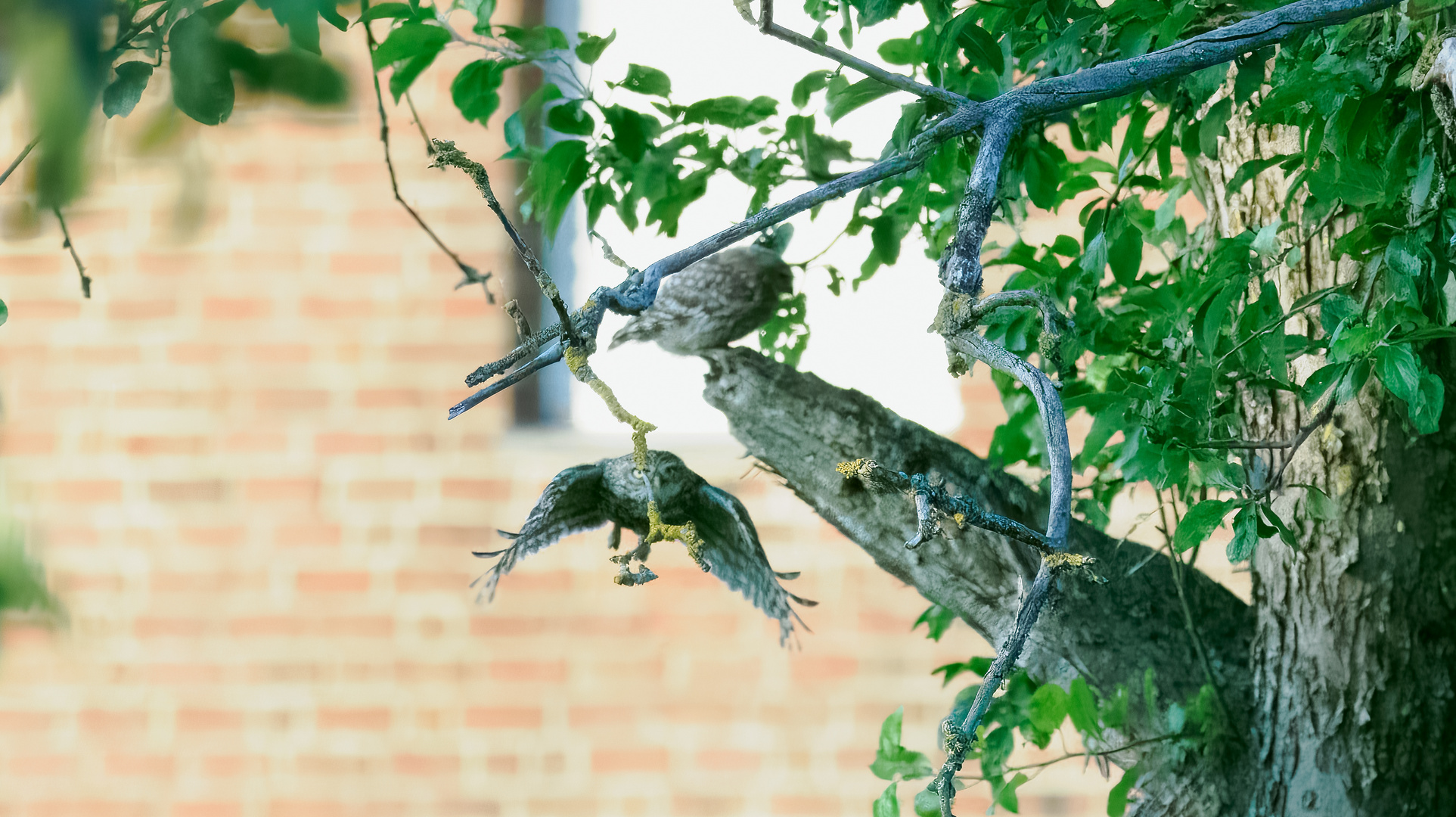 Steinkauz Altvogel im Flug und Jungvogel