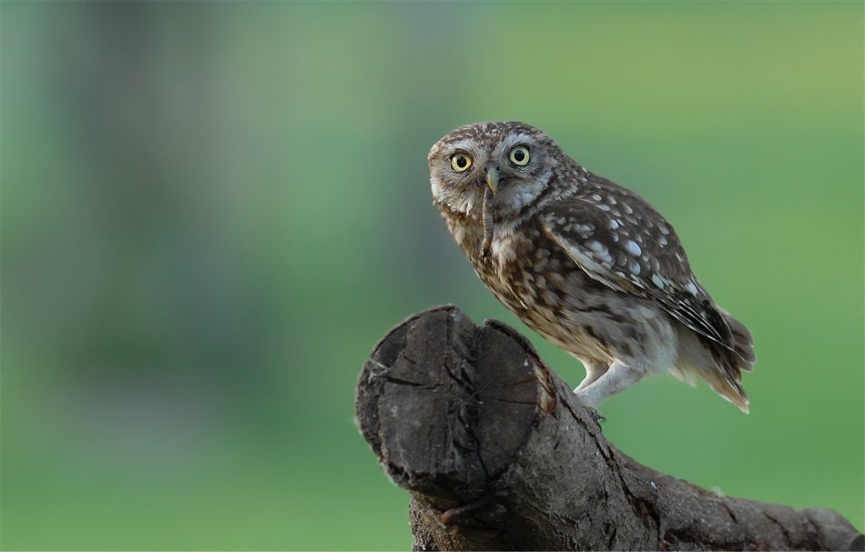 Steinkauz - Altvogel mit Futter