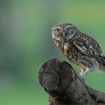 Steinkauz - Altvogel mit Futter