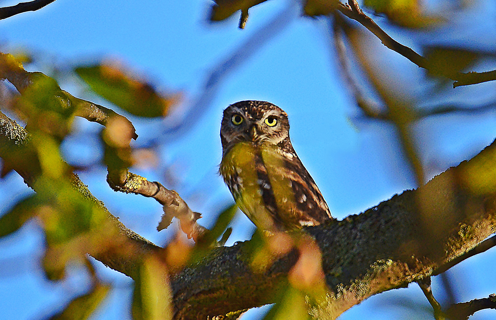 Steinkauz (Athena noctua)