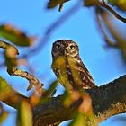 Steinkauz (Athena noctua)