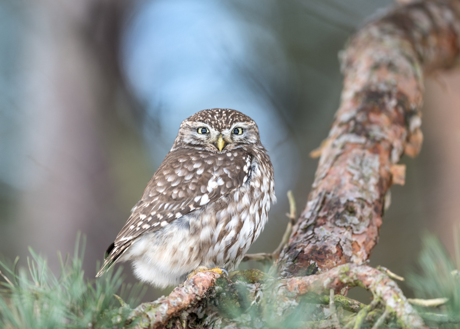 Steinkauz (Athene noctua)