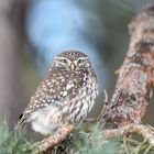 Steinkauz (Athene noctua)