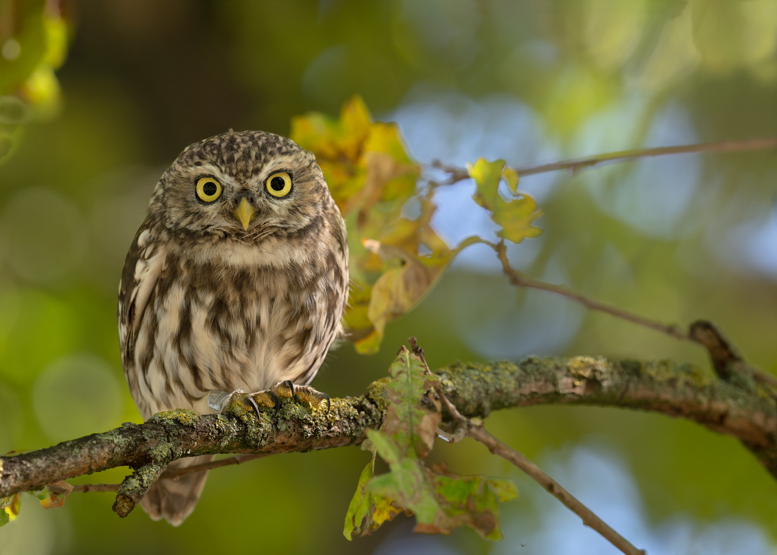 Steinkauz (Athene noctua)