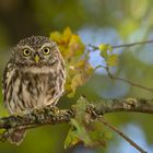 Steinkauz (Athene noctua)