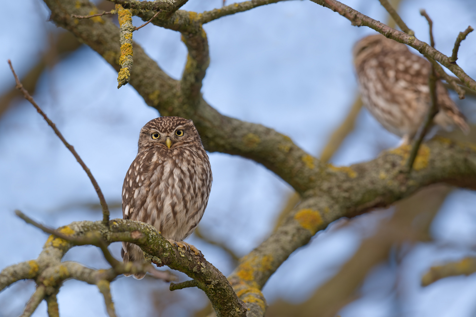 Steinkauz (Athene noctua)