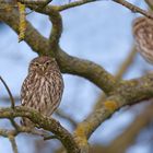 Steinkauz (Athene noctua)