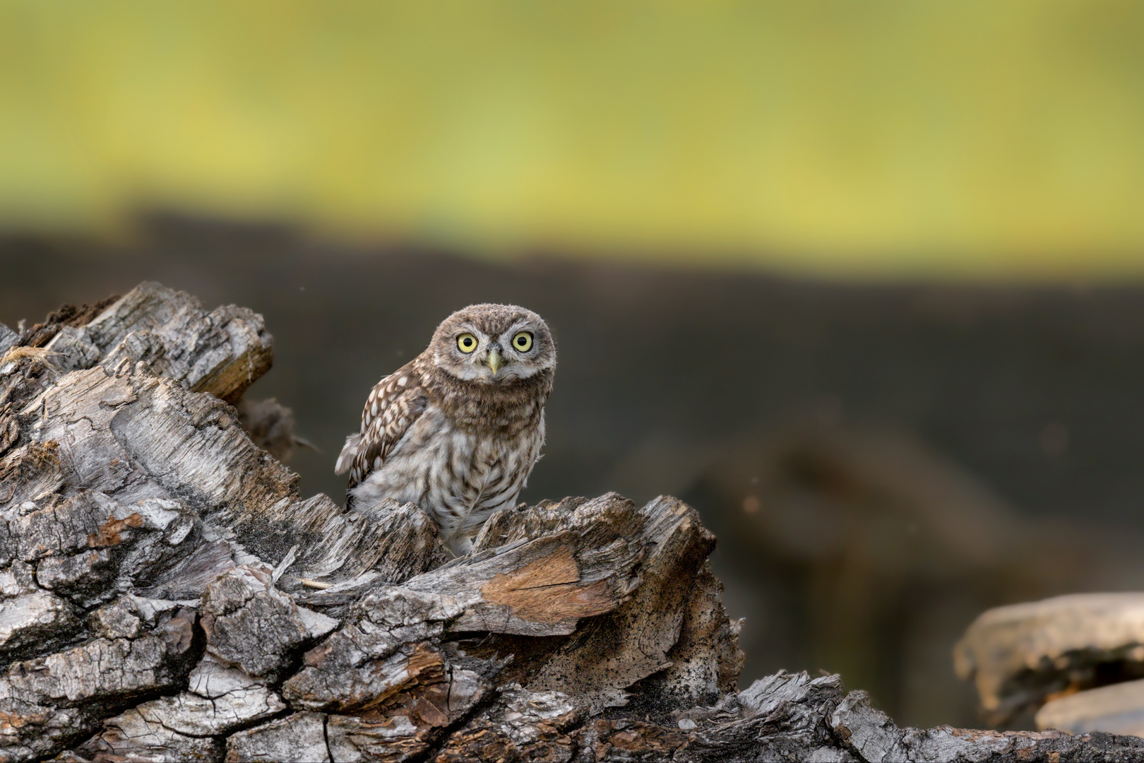 Steinkauz (Athene noctua)