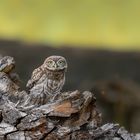 Steinkauz (Athene noctua)